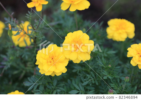 Marigold Marigold 82346894