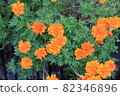 Marigold  82346896