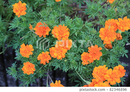 Marigold  82346896