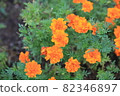 Marigold  82346897