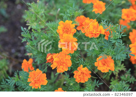 Marigold Marigold 82346897