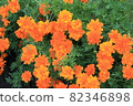 Marigold  82346898