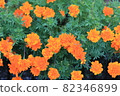 Marigold  82346899