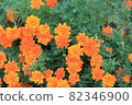 Marigold  82346900