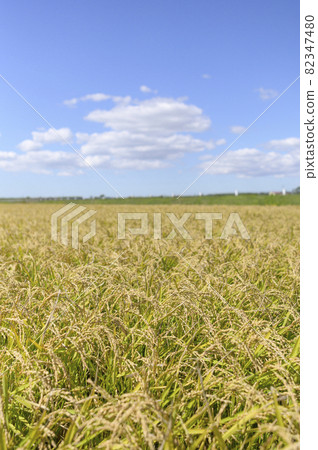 藍天和秋天米 82347480