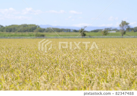 Blue Sky and Autumn Rice 82347488