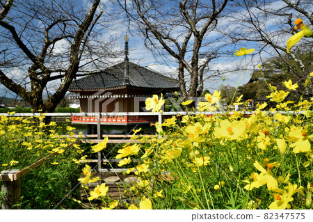 Abe Monjuin (Golden Pavilion, yellow cosmos blooms) [Sakurai City, Nara Prefecture] 82347575