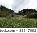 Clover flower field in the park 82347692