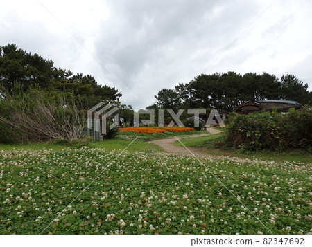 公園裡的三葉草花田 公園裡的三葉草花田 82347692