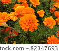Flowerbed orange marigold 82347693