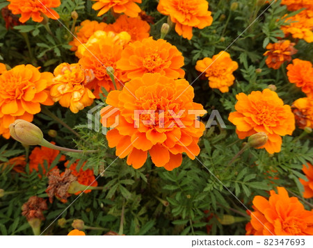 花壇橙色萬壽菊 花壇橙色萬壽菊 82347693