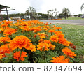 Flowerbed orange marigold 82347694