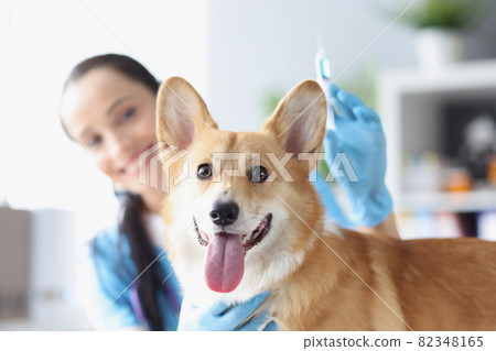 Smiling female veterinarian doctor conducts physical examination of dog 82348165