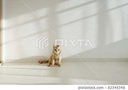 貓父母和孩子的日常風景 82348348