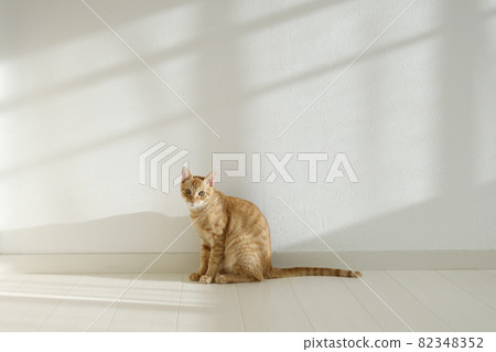 貓父母和孩子的日常風景 82348352