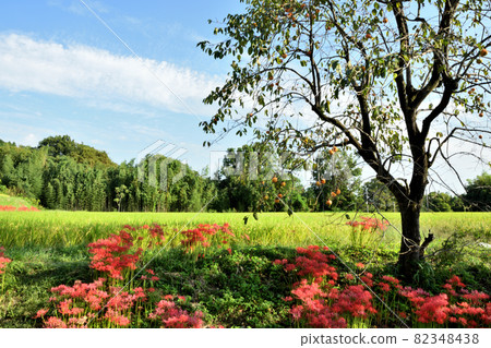 Cluster amaryllis and persimmon tree on Katsuragi Hitokotonichi (near Katsuragi Hitokoton Shrine) [Gose City, Nara Prefecture] 82348438