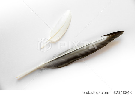 Two feathers on white background Two feathers on white background 82348848
