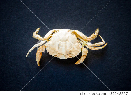 White crab on a black background White crab on a black background 82348857