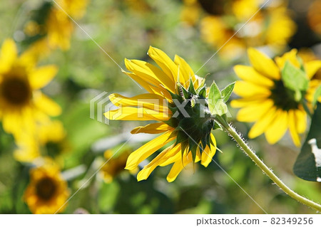 向日葵 82349256