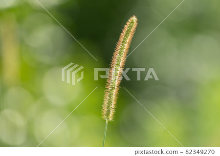 路邊生長的狗尾草 路邊生長的狗尾草 82349270