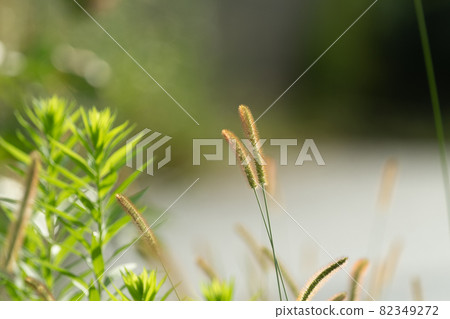 路邊生長的狗尾草 82349272