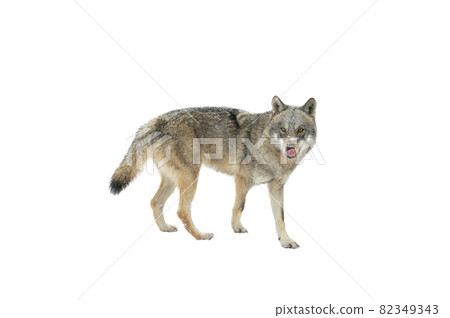 walking wolf isolated on white background walking wolf isolated on white background 82349343
