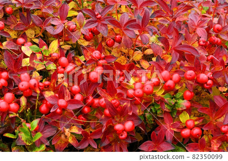 Gaultheria bush with bright red berries Gaultheria bush with bright red berries 82350099