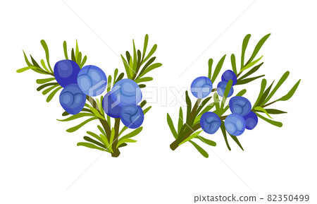 Blueberry sprigs set. Fresh ripe wild berries vector illustration Blueberry sprigs set. Fresh ripe wild berries vector illustration 82350499
