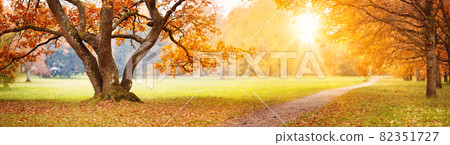 Beautiful oak tree in the autumnal park 82351727