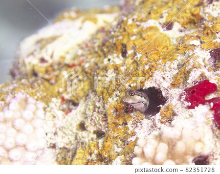 【水下攝影】石垣島海裡遇見的五彩魚石垣蛙哇 【水下攝影】石垣島海裡遇見的五彩魚石垣蛙哇 82351728