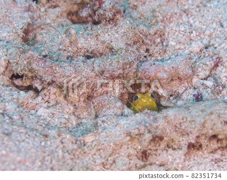 [Underwater photograph] Colorful fish that I met in the sea of Ishigaki Island ・ Yellow Jawfish that cares about the outside from inside the hole 82351734