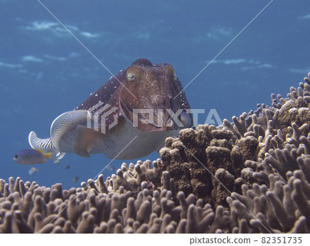 [Underwater photograph] Spawning of colorful fish and Kobushime that I met in the sea of Ishigaki Island 82351735