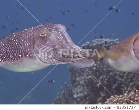 [Underwater photograph] Spawning of colorful fish and Kobushime that I met in the sea of Ishigaki Island 82351737