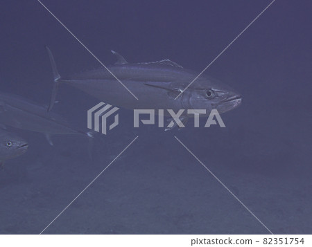 【水下照片】我在石垣島的海裡遇見的五顏六色的魚和狗牙金槍魚 82351754