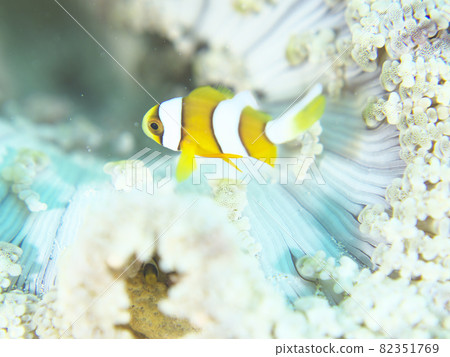 【水下照片】在石垣島的海裡遇見的五顏六色的魚和小海葵 82351769