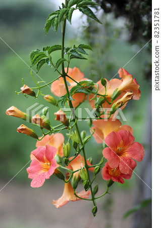 Nausuz Kazura Nausuz Kazura 82351781