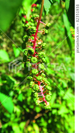 商陸幼果景觀 82351938