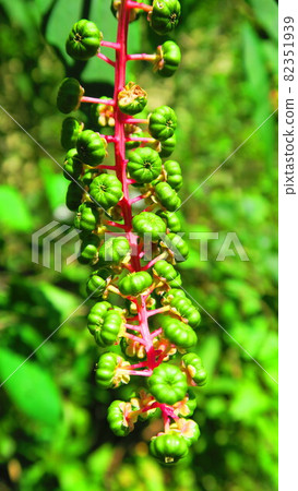 商陸幼果景觀 82351939