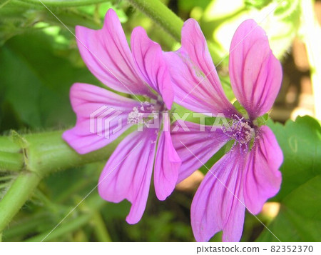 共同的骨髓 82352370