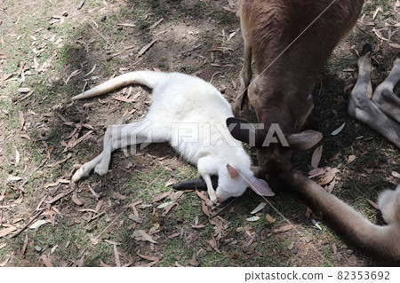 Relaxing wallaby_4 Relaxing wallaby_4 82353692