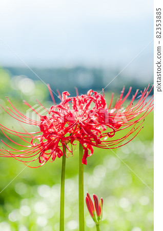 Cluster amaryllis shining in the sun Cluster amaryllis shining in the sun 82353885