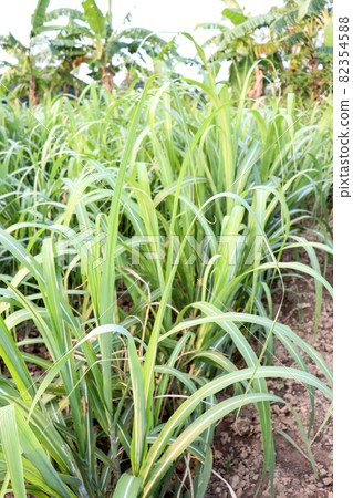 green colored sugarcane farm with leaf for harvest green colored sugarcane farm with leaf for harvest 82354588
