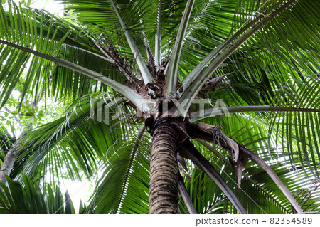 green colored coconut tree closeup for harvest green colored coconut tree closeup for harvest 82354589