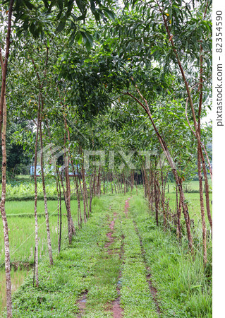 a earth road with small tree on village for harvest a earth road with small tree on village for harvest 82354590
