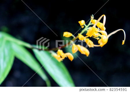 yellow colored flower on tree in garden for harvest 82354591