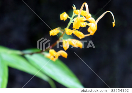 yellow colored flower on tree in garden for harvest yellow colored flower on tree in garden for harvest 82354592