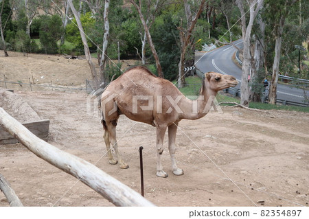 放鬆駱駝_1 82354897