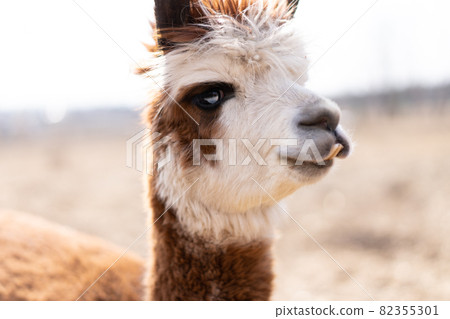 Cute animal alpaka lama on farm outdoors Stock Photo 82355301