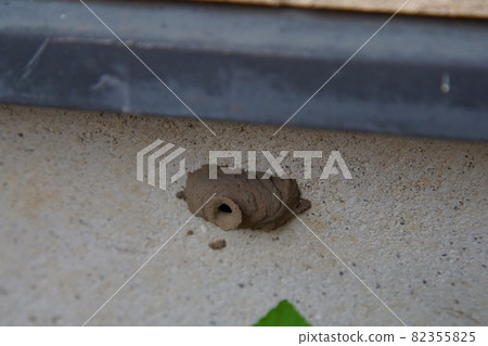 The nest of the wasps The nest of the wasps 82355825