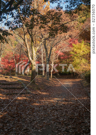 公園長廊上的秋葉和落葉 公園長廊上的秋葉和落葉 82356070